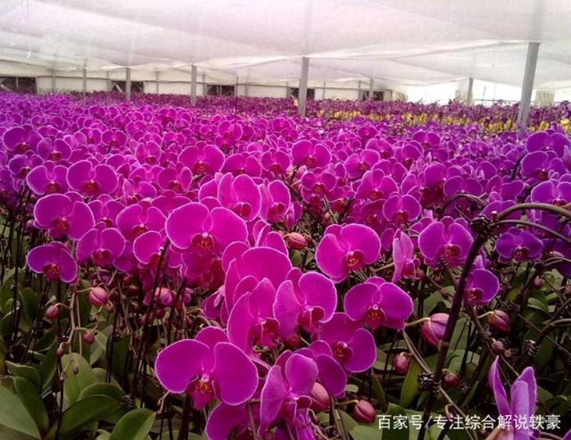 蝴蝶兰种植