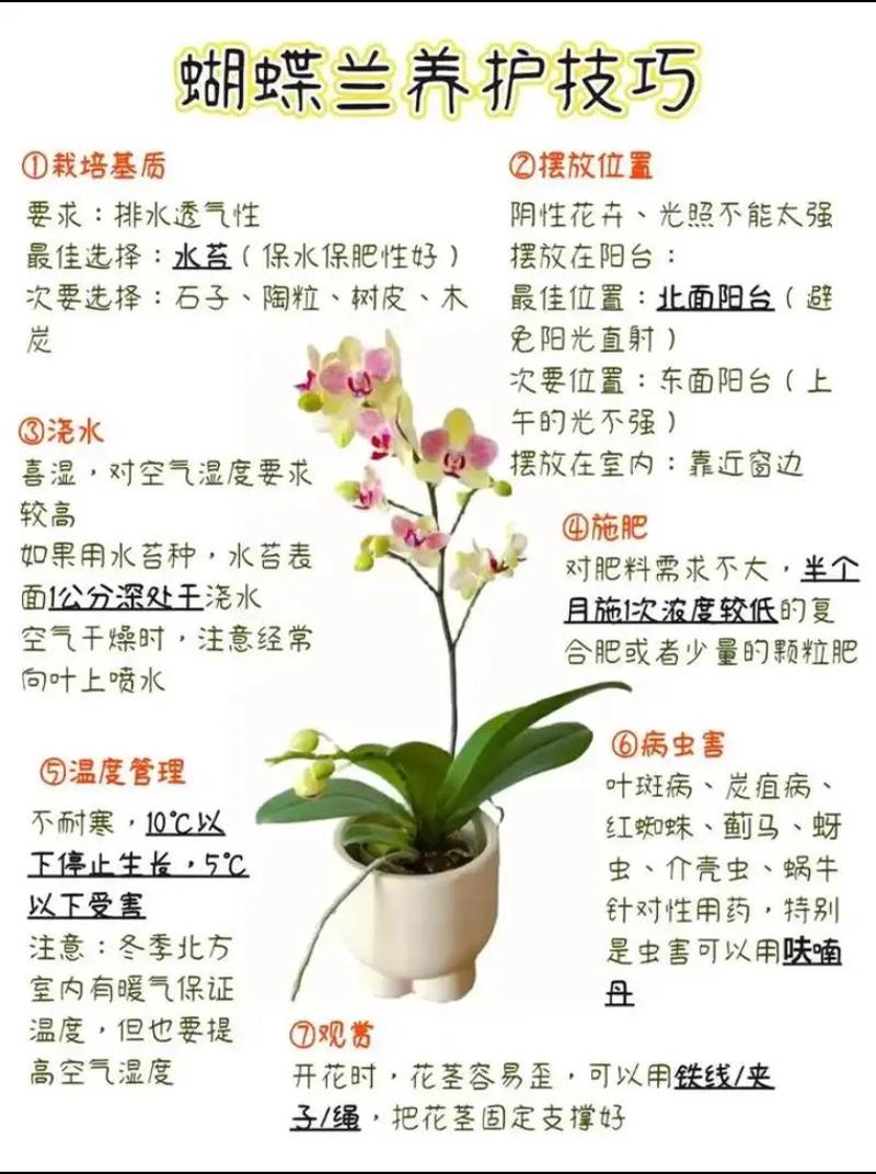 蝴蝶兰协会引领花卉产业新风尚