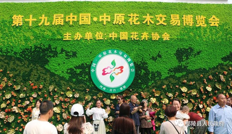 蝴蝶兰种植选购指南:打造优美家居环境