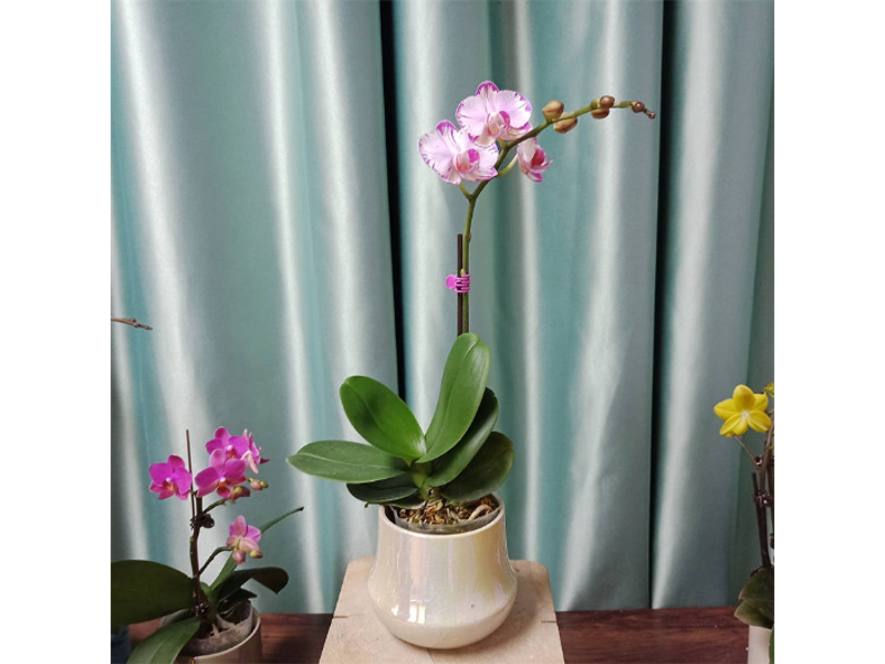 蝴蝶兰协会引领兰花产业新风尚