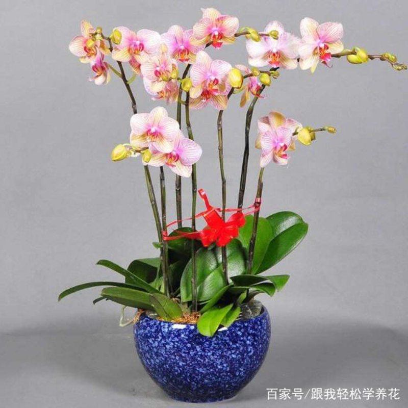 蝴蝶兰批发:打开春天的色彩之门